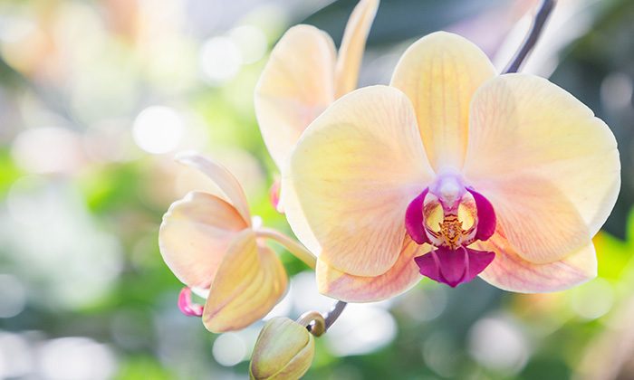 Orchideje: Královny skleníků a parapetů